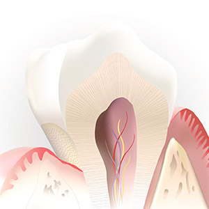 Animated imaged of root canal system